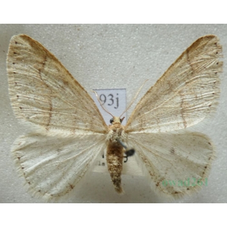 Agriopis marginaria (Fabricius, 1776) male Zimowek obrzeżek Czech93j